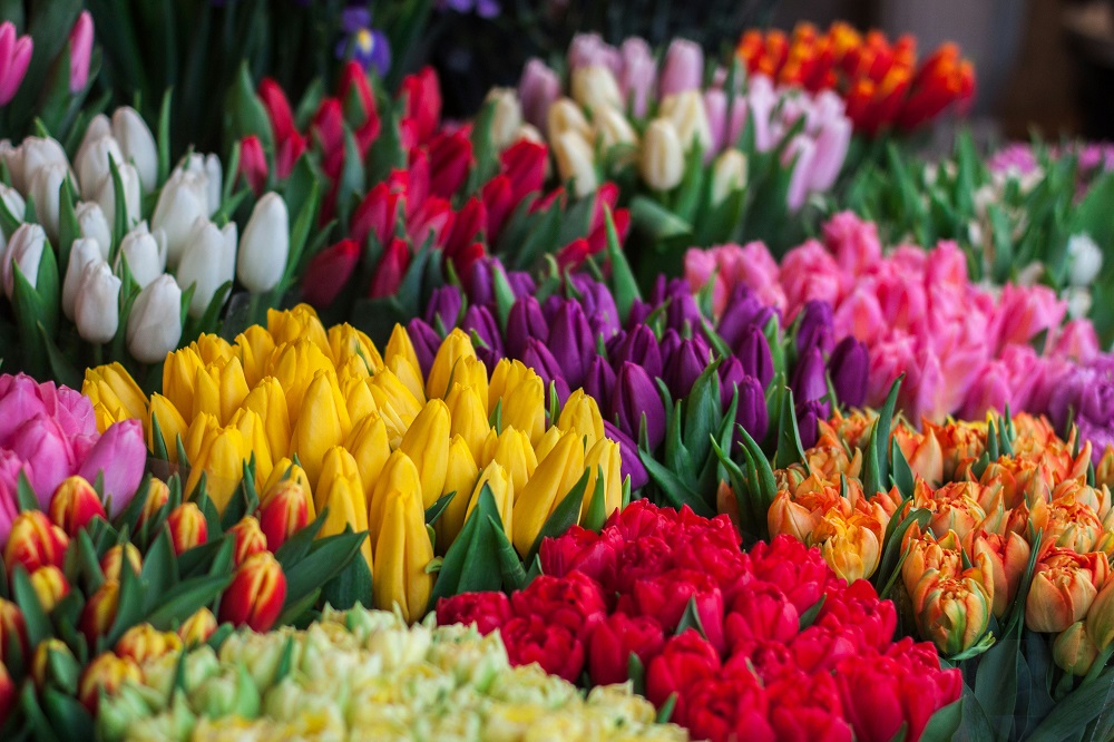 Best Flowers for Sale on Black Friday and Halloween